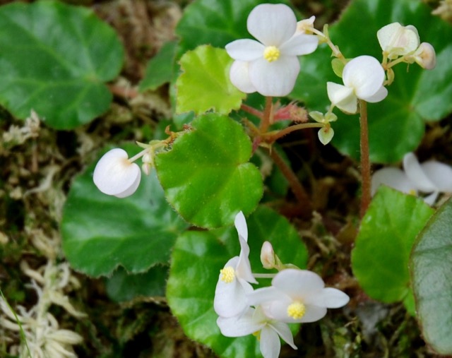 B. ionophylla
